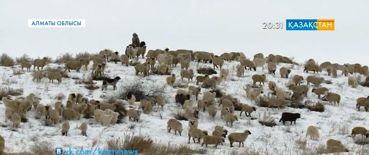 Гемпшир және суффольк қойлары Алматы облысын жерсіне бастады
