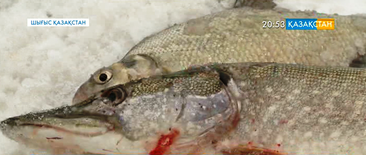 Тарбағатай ауданындағы Шүленовтер әулеті ширек ғасырдан бері балық аулауды кәсіп етіп келеді