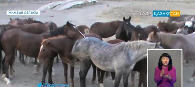 Жамбыл облысында барымташылар ұсталды