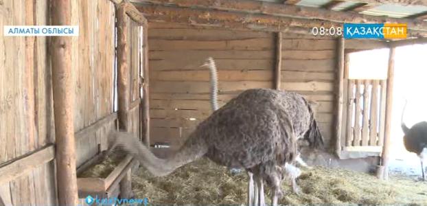 Алматы облысында түйеқұс өсіру қолға алынды
