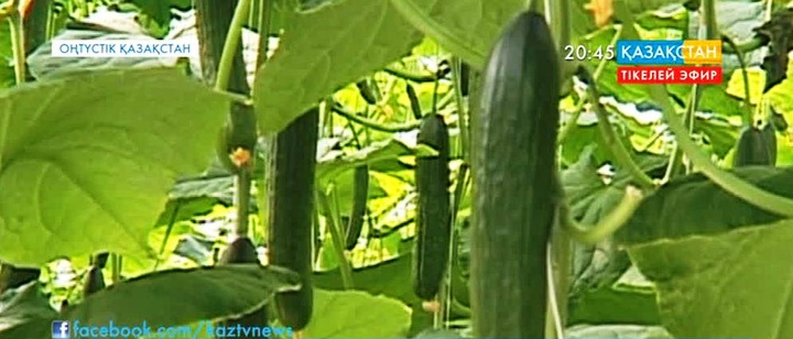 Оңтүстік Қазақстан облысындағы жаңа жылыжайдан  жылына бір миллион келі қияр жиналады