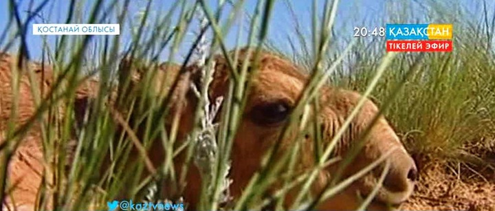 Қостанай облысының оңтүстігінде киіктер жаппай қырылуда