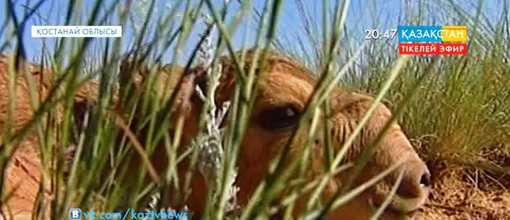 Еліміз бойынша өлген киіктердің саны 85 мыңға жеткен