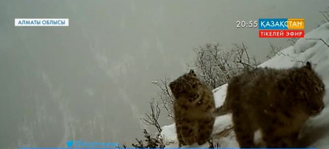 Алматы облысында орналасқан «Көлсай көлдері» Ұлттық табиғи паркі аумағында аңдар саны жыл санап көбейіп келеді