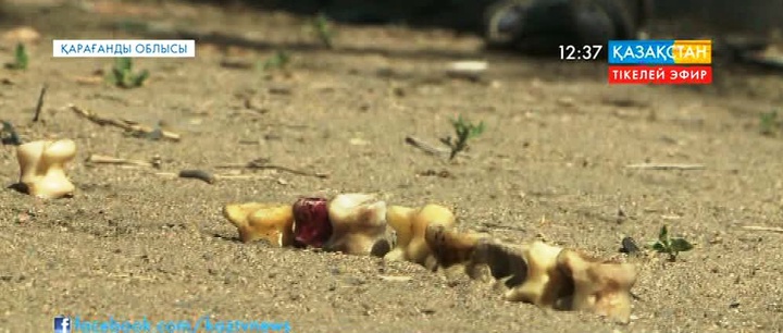 Қарағандыда асық атудан балалар арасында «Мерген» атты жарыс өтті