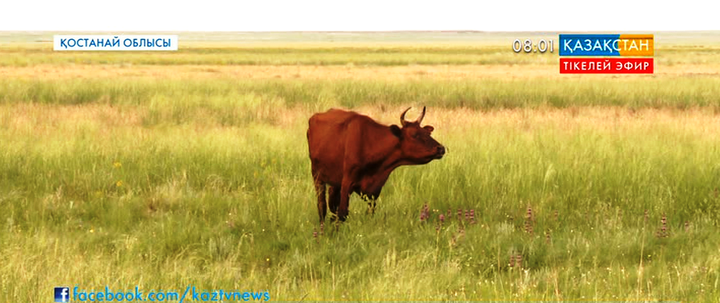 В Костанайской области массово гибнет домашний скот