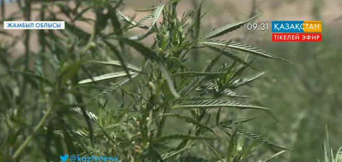 Жамбыл облысында «Көкнәр-2015» операциясы басталды