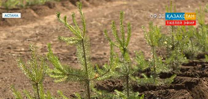Бүгін Елбасы Нұрсұлтан Назарбаев Астананың жасыл белдеуін аралайды