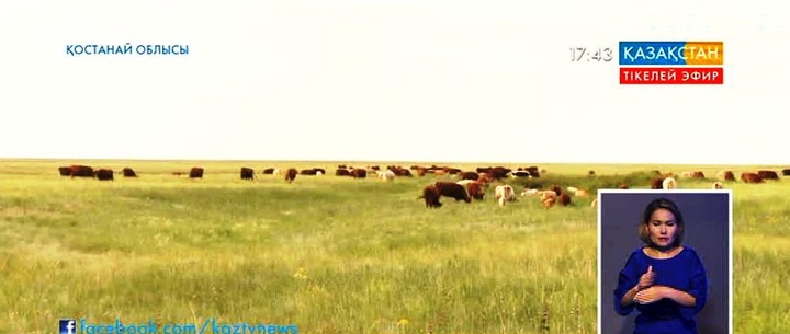 Көктемнің алғашқы айларынан бері Жангелдин ауданында 58 түліктің шығыны тіркелді - Базыл Жақыпов