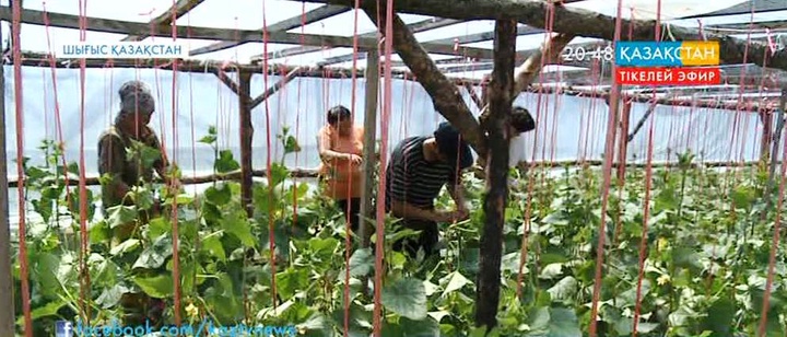 Соңғы 2-3 жылда Шығыс Қазақстан облысына еліміздің өзге өңірлерінен жүздеген отбасы көшіп барған