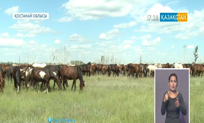 Қостанай облысындағы Қарабалық ауданына қарасты Қособа елді мекенінде 4 ірі шаруашылық пен 20-дан астам қожалық бар