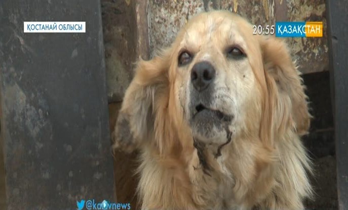 Қостанай облысының Затобол кентінде 10 жасар баланы ит талап өлтірді