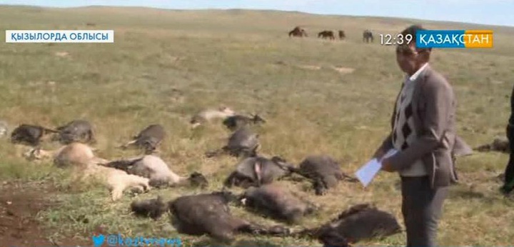 Жаңақорған ауданының үш шаруашылығында 200-ден астам қой қырылып қалды
