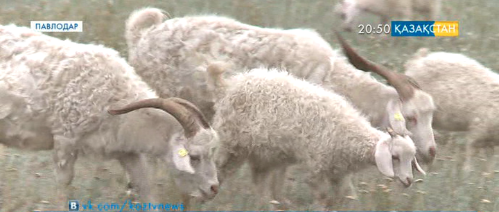 Павлодар облысында қырылған малдардан сынама алынды