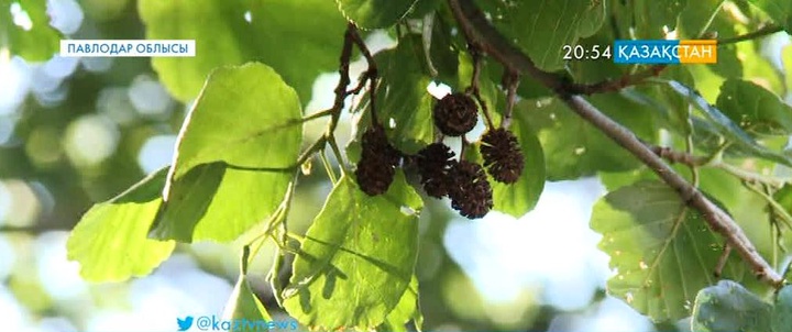 Баянауылда «Қанды қарағаш» деп аталатын ағаштың сирек түрі өседі