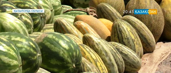 Қызылорда облысының диқандары қауын-қарбыз өсіріп мол өнім жинады