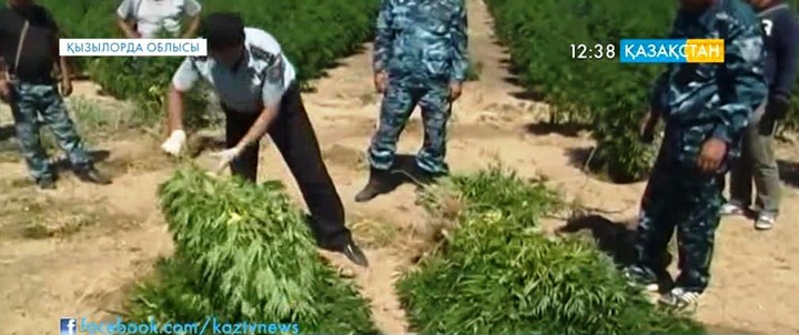 Қызылорда облысында 45  шақырымдық есірткі алқабы анықталды