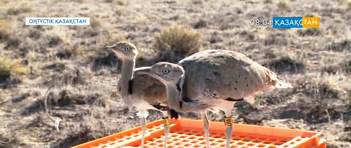 Оңтүстік Қазақстан облысында табиғат аясына дуадақтың  100 балапаны жіберілді