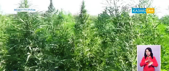 35 тонна қарасора тәркіленді