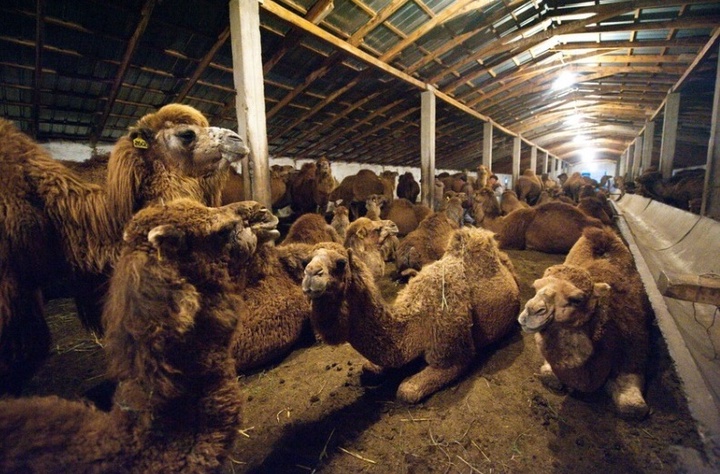 Түйе шаруашылығына қолдау қажет