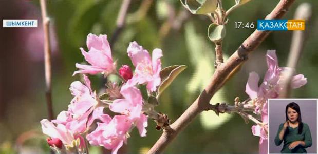 Оңтүстік Қазақстан облысында қоңыр күзде алма ағашы гүлдеді