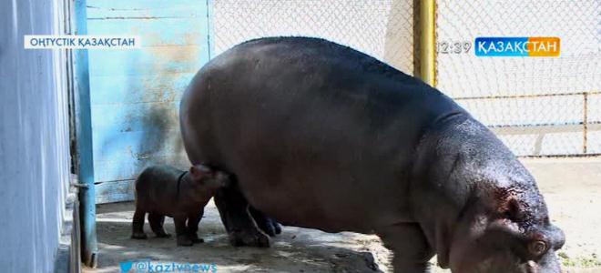 Шымкент хайуанаттар бағында сусиыр төлдеді