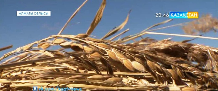 Алматы облысында күріш ору науқаны басталды