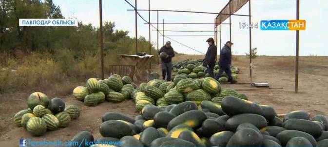 Павлодар облысы Лебяжі ауданында өсетін қарбызды Ресейліктер тонналап алып жатыр