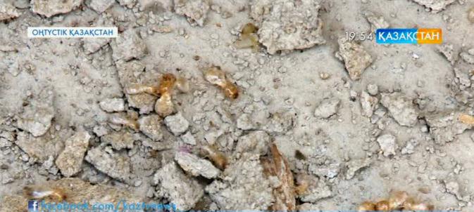 ОҚО, Абай ауылының тұрғындары құмырсқадан құтыла алмай әлек