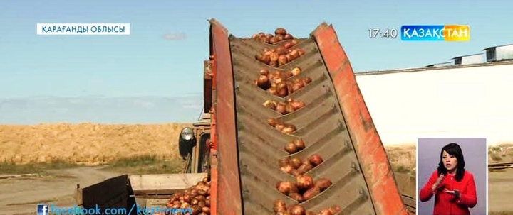 Орта Азиядағы элиталық картоп тұқымы Қарағанды облысында  өсіріледі