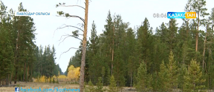 Павлодарлық орманшылар жасыл желекті күзетудің орнына ақша табудың көзіне айналдырған