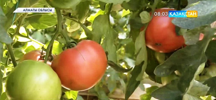 Талдықорғанда коммуналдық базар иелігіндегі жылыжай биылғы жылдың екінші маусымдық өнімін бере бастады