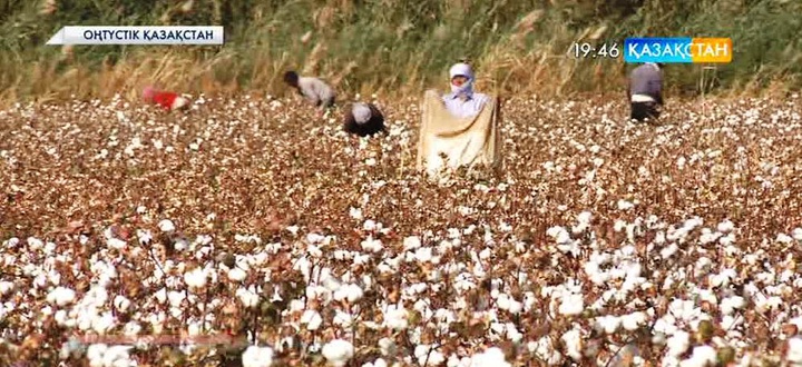 Оңтүстік Қазақстан облысында мақта талшығының жартысына жуығы терілді