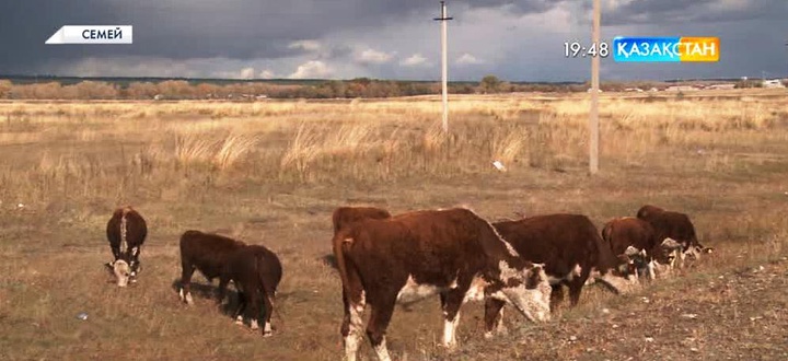 Семейге қарасты Баженов ауылында 100-ге тарта малдан бруцеллез анықталды