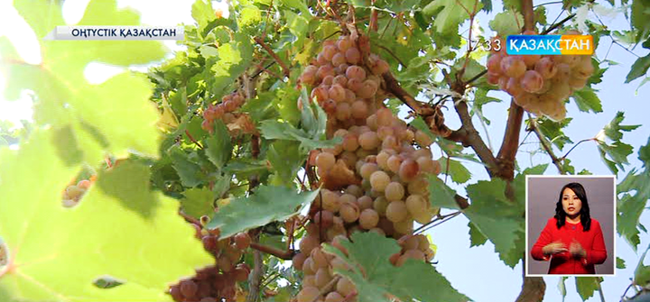 Оңтүстік Қазақстан облысының диқандары соңғы жылдары жүзімді жаңа тәсілмен өсіруге кірісті