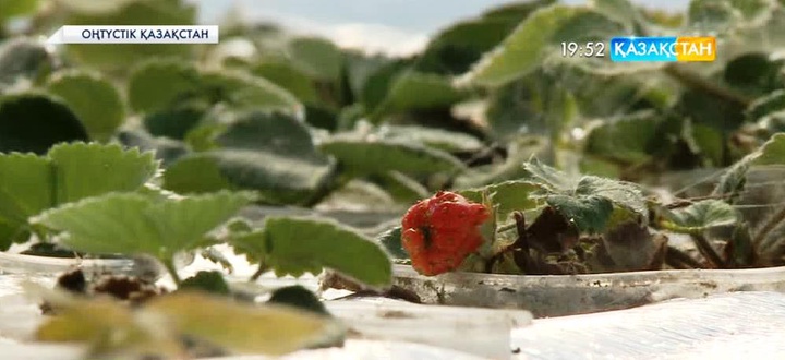 ОҚО-да бекіре балығы бар бассейін үстіне құлпынай өсіріліп жатыр