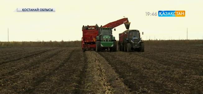 Қостанай облысында астықпен қатар, бақша өнімдерін жинау науқаны аяқталуға жақын