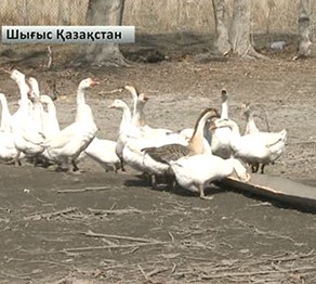 Қаз өсіру – тиімді кәсіп