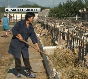 Алматы облысында мал шаруашылығы өркендеуде