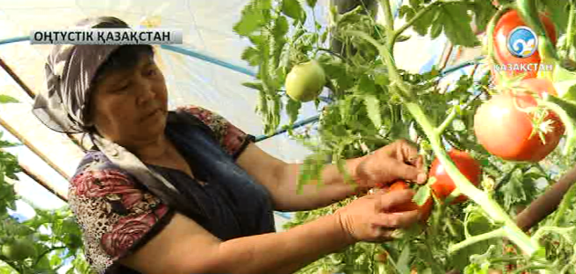 Оңтүстік Қазақстан облысында қуаңшылықтың алдын алу жөнінде халықаралық семинар өтті