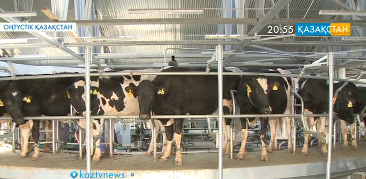 ОҚО: Арыс қаласында сүт өңдейтін цех ашылды