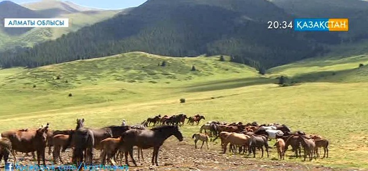 Алматы облысында мал шаруашылығы өркендеуде