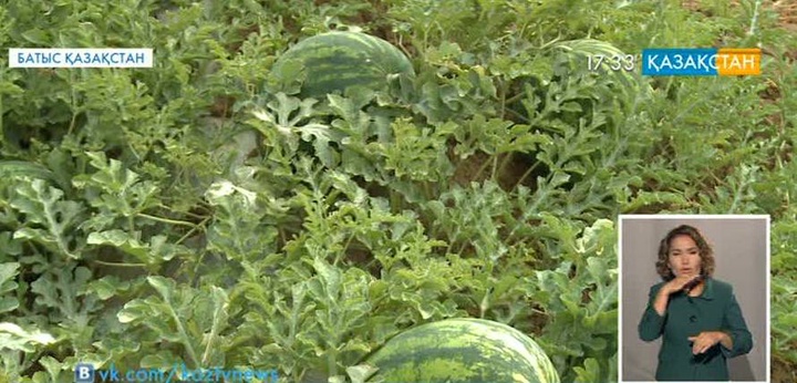БҚО-да қарбыз шаруашылығы дамып келеді