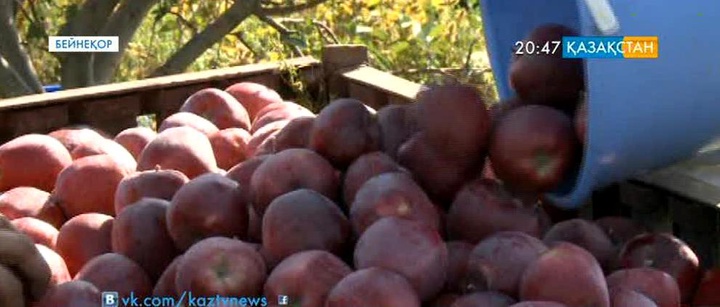 Апорт өсіру қолға алынады