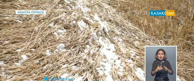 Ақмола облысында диқандар егінді жинай алмай отыр