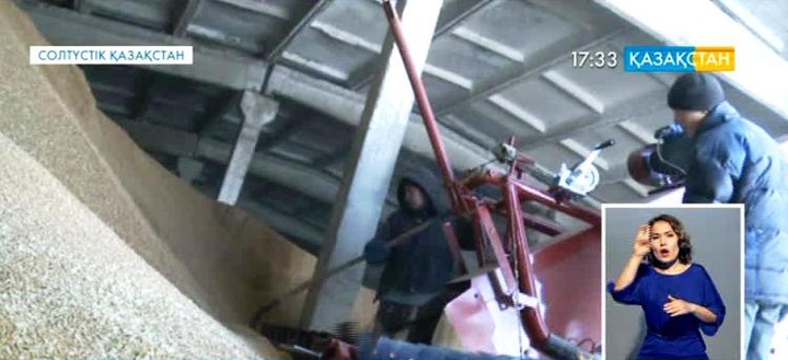 Солтүстік Қазақстан облысында егін орағы ұзаққа созылып кетті