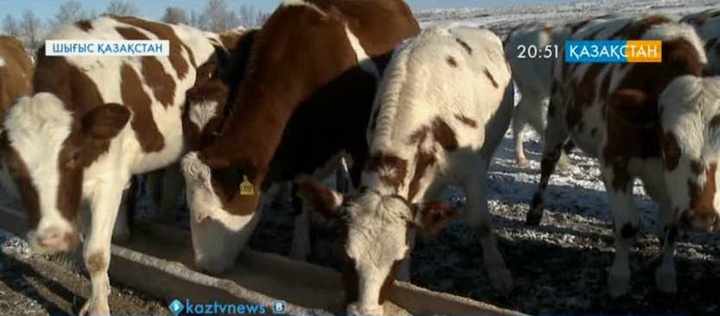 «Ырыс» бағдарламасы арқылы елімізде сүт фермалары көбейеді