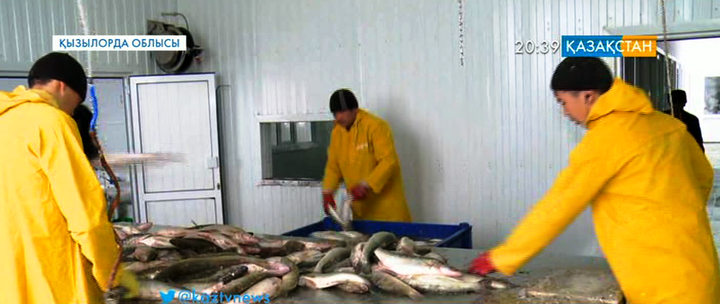 Кіші Арал теңізі елге несібе әкелді