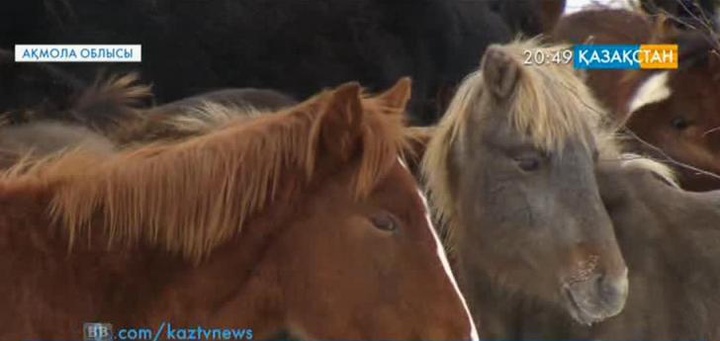 «Құлан» – құтты бағдарлама