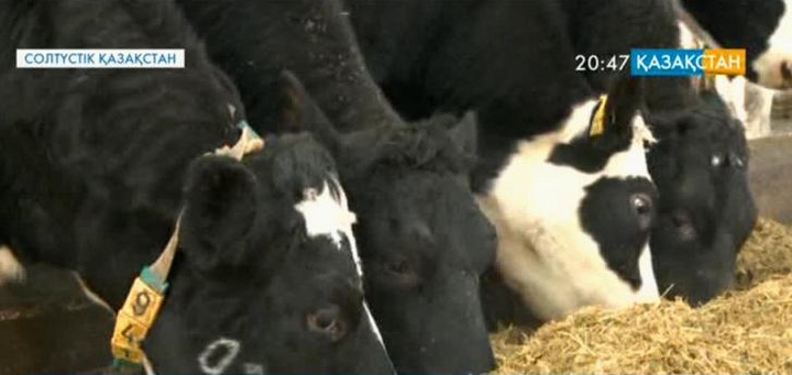 Солтүстік Қазақстан облысында ауыл шаруашылығы жаңа үрдіспен дамуда